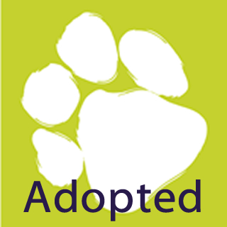 Adopted Pets