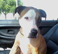 Medical Help Needed for Layla