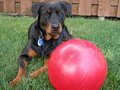 Dog with ball