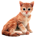 kitten