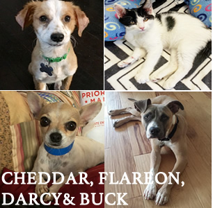 Cheddar, Flareon, Darcy and Buck