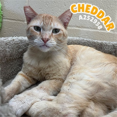 Cheddar