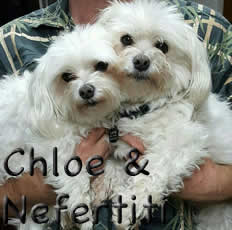 Chloe and Nefertiti