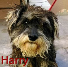 Harry