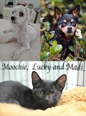 Moochie, Lucky and Madi
