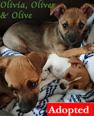 Oliver, Olive and Olivia