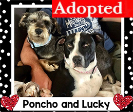 Poncho and Lucky